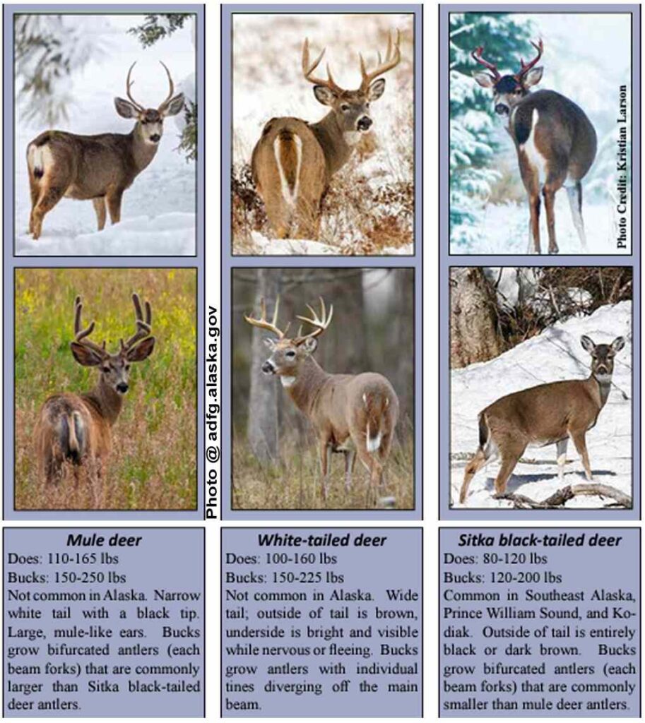 Alaska Deers