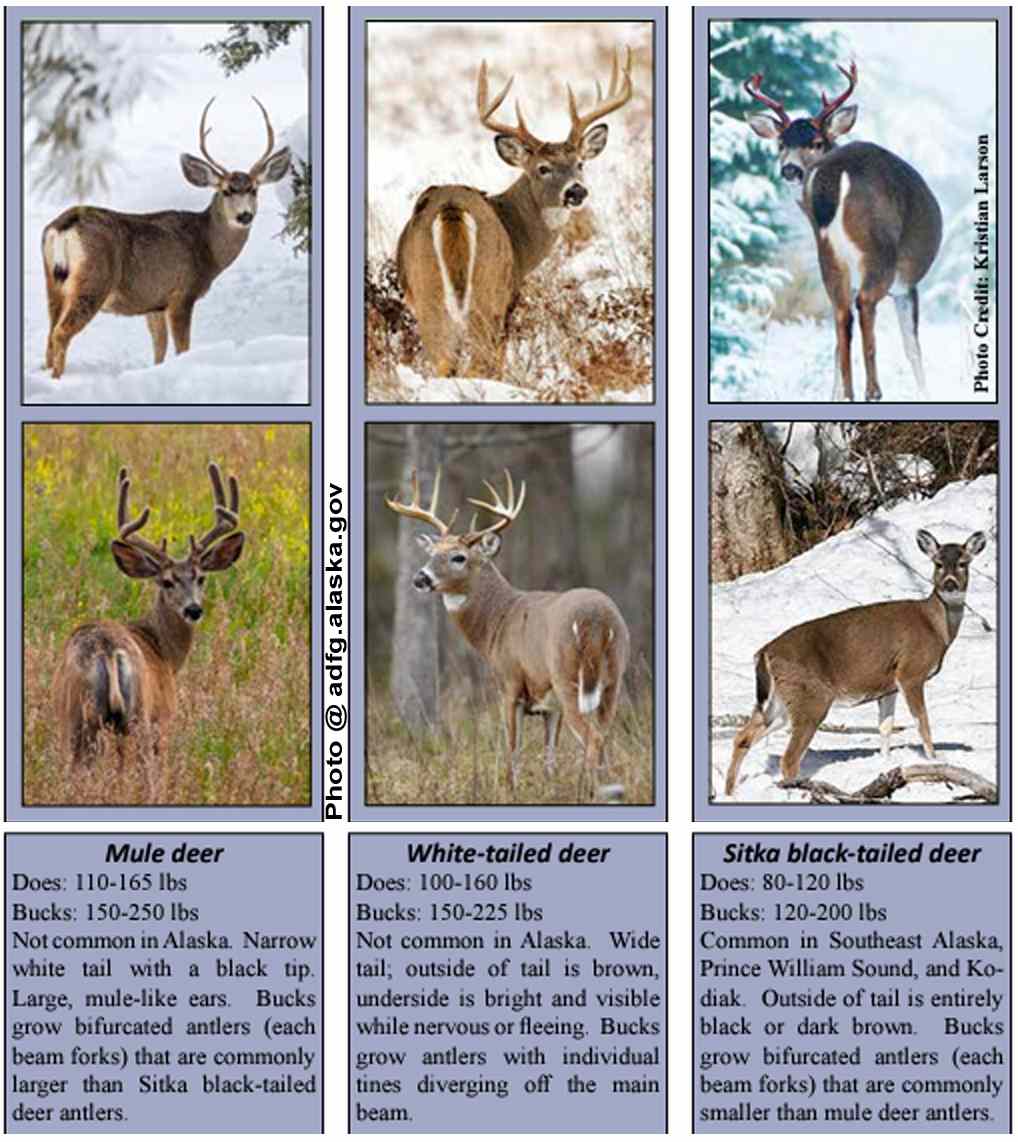 Alaska Deer Hunting Season 2024 New Dates & Rules!