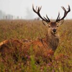 Deer Season United States