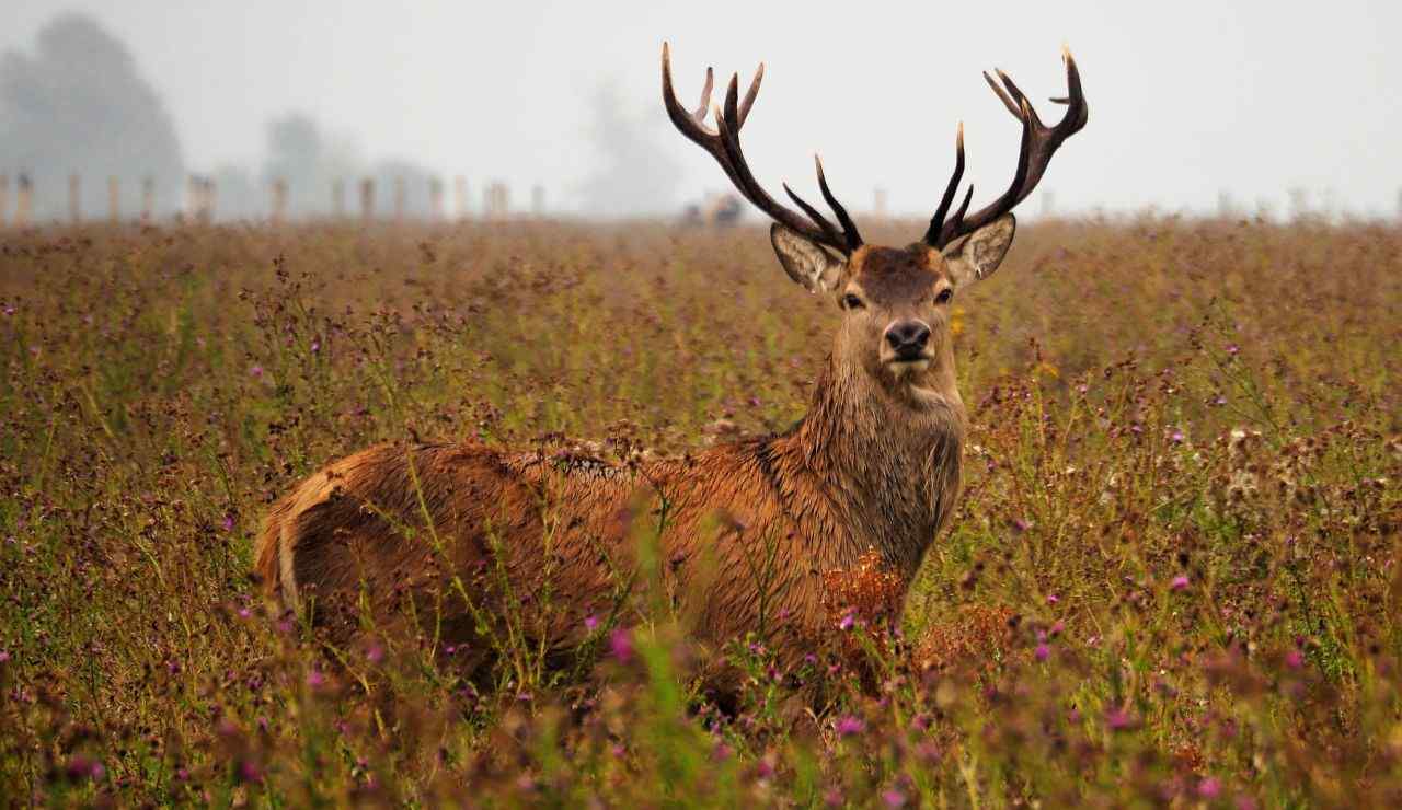 Deer Season United States
