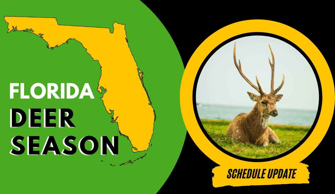 Florida Deer Season 2024 Latest Hunting Schedules, Regulations & Bag