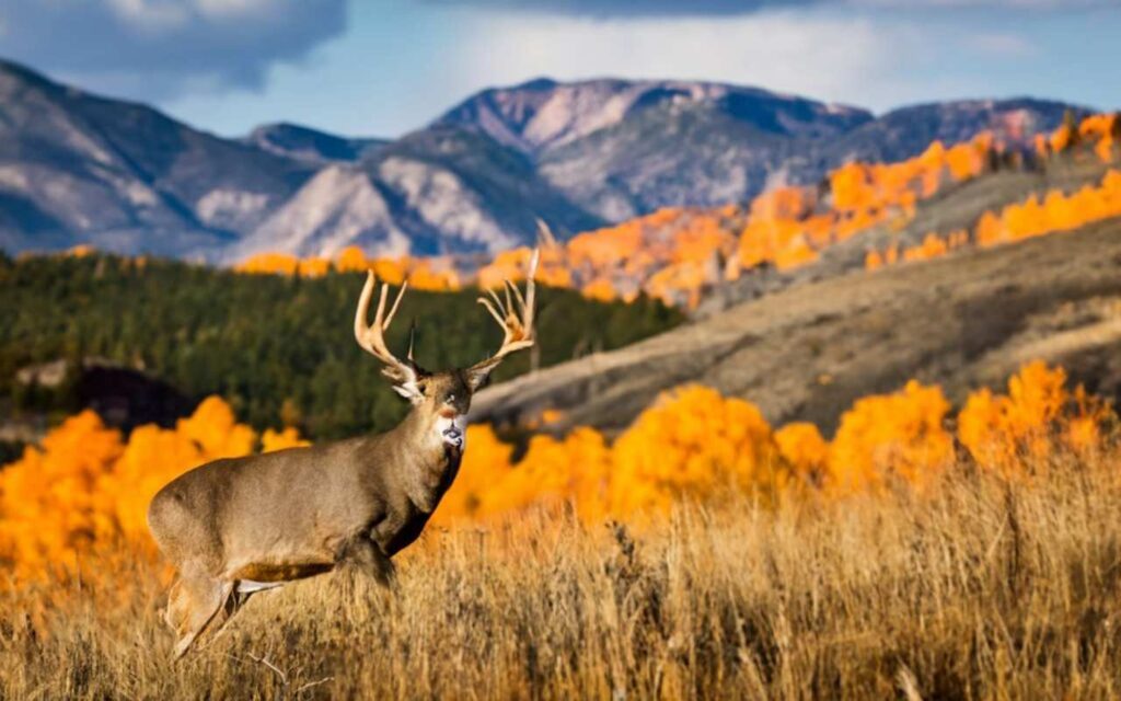 Utah Deer Season 20232024 New Dates, Regulations & Licenses