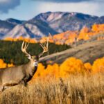 Utah Deer Season