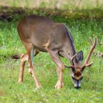 Delaware Deer hunting season