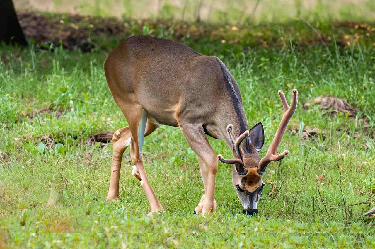 Delaware Deer hunting season