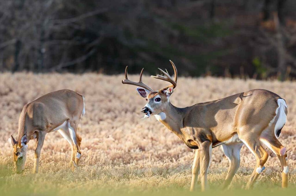 202324 Alabama Deer Season New Dates by Zones!