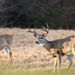 Alabama Deer Season