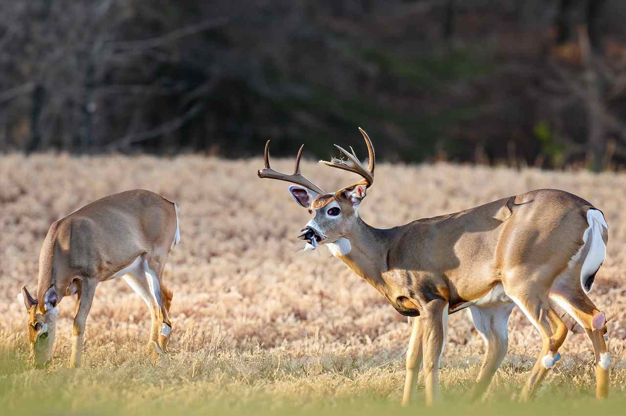 Alabama Deer Hunting Season 20232024 Get Ready for Thrills! (All