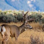 Colorado Deer Season