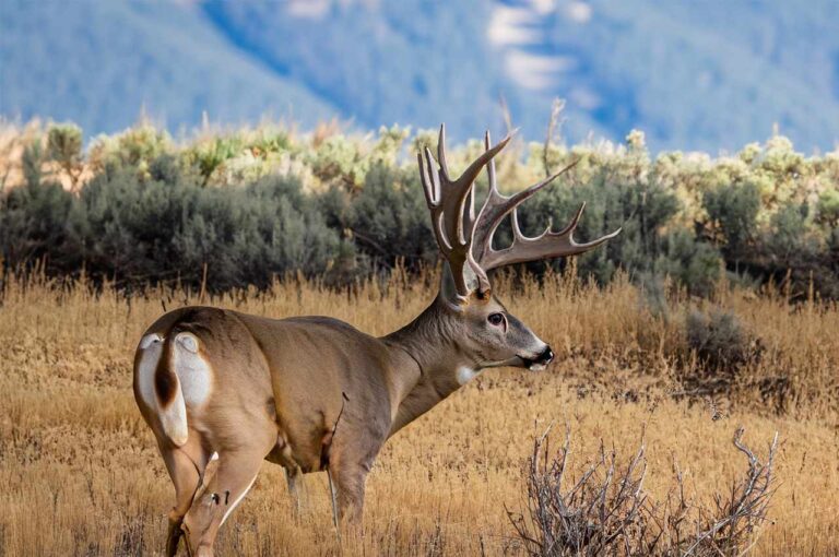 Colorado Deer Season