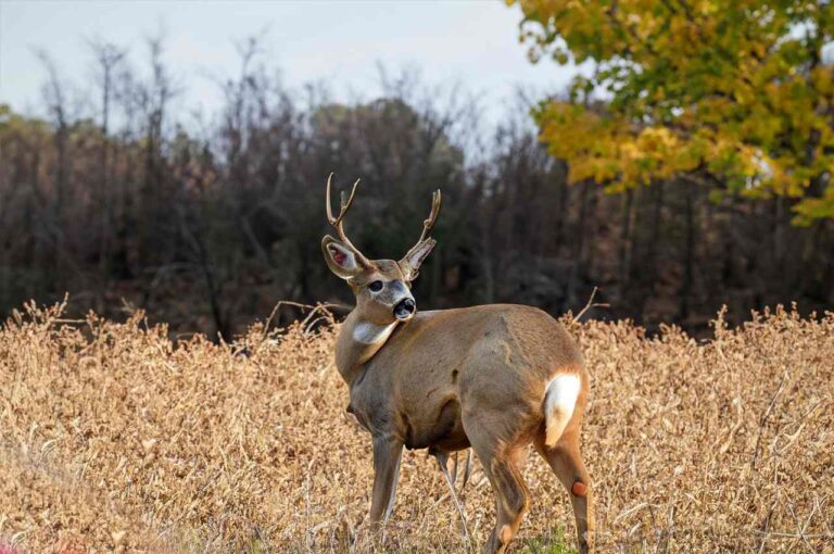 Iowa Deer Season 2024 Your Comprehensive Guide!