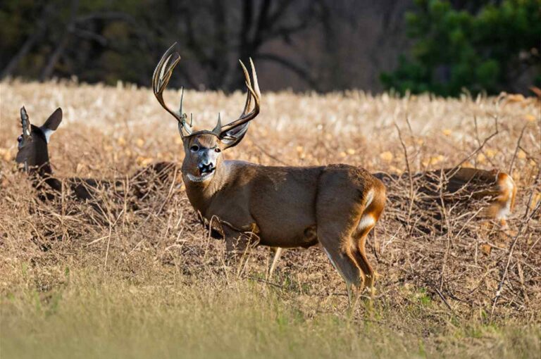 Kansas Deer Season 20232024 A Hunter's Guide to Kansas Deer Hunting