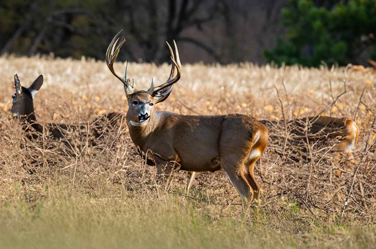 Kansas Deer Season 2024: A Hunter's Guide to Kansas Deer Hunting ...