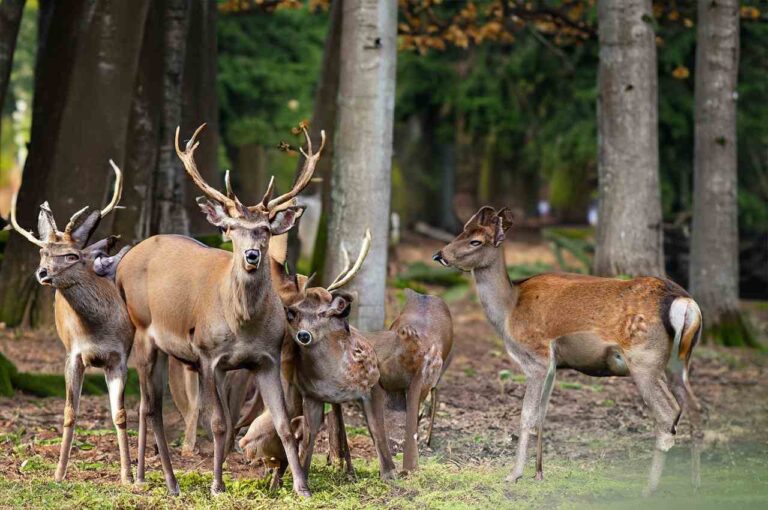 Kentucky Deer Season