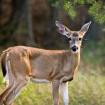What Is a Female Deer Called