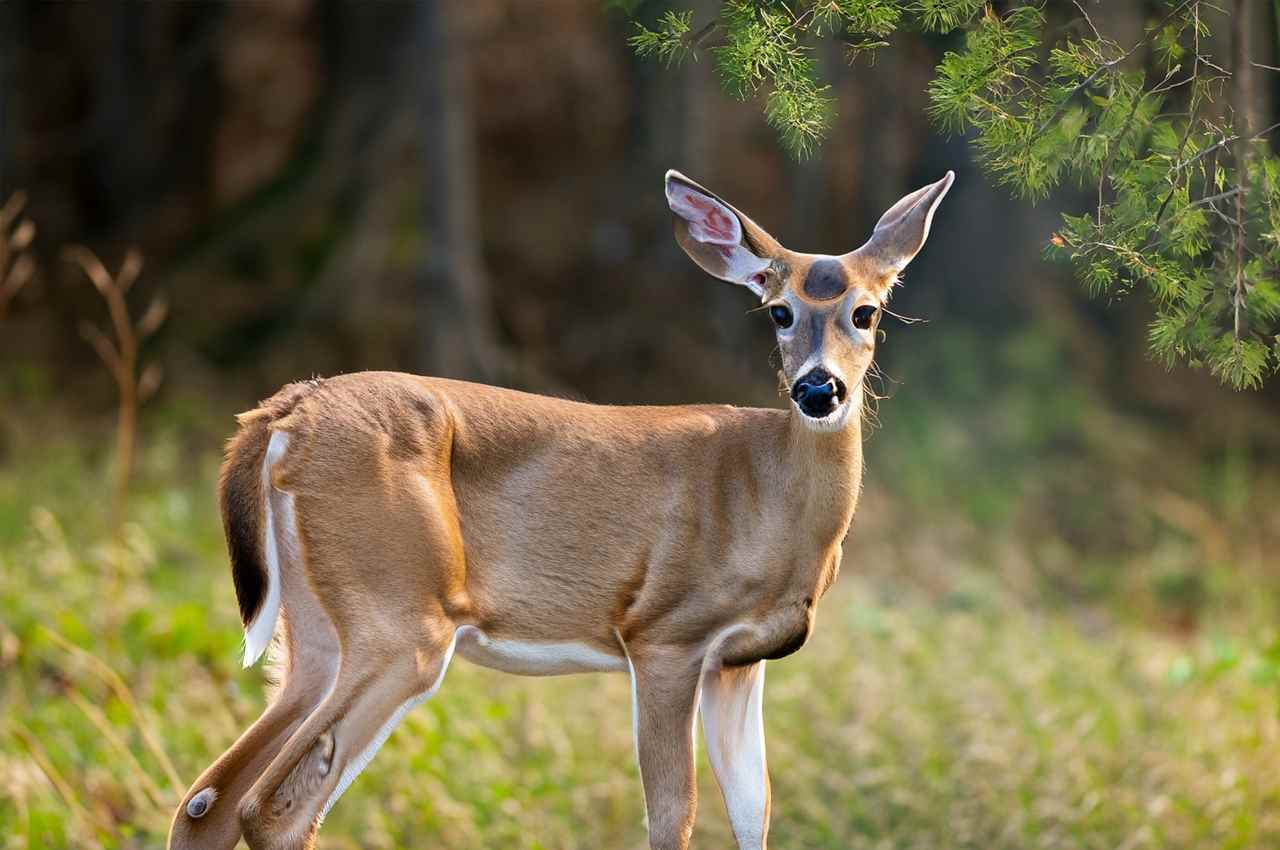 What Is A Female Deer Called in Different Species: A Guide to Doe, Hind ...