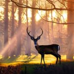 Are Deer Nocturnal, Crepuscular, or Diurnal animal