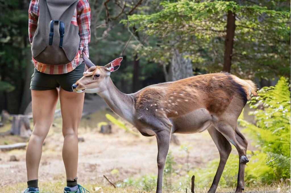 Are deer friendly to humans