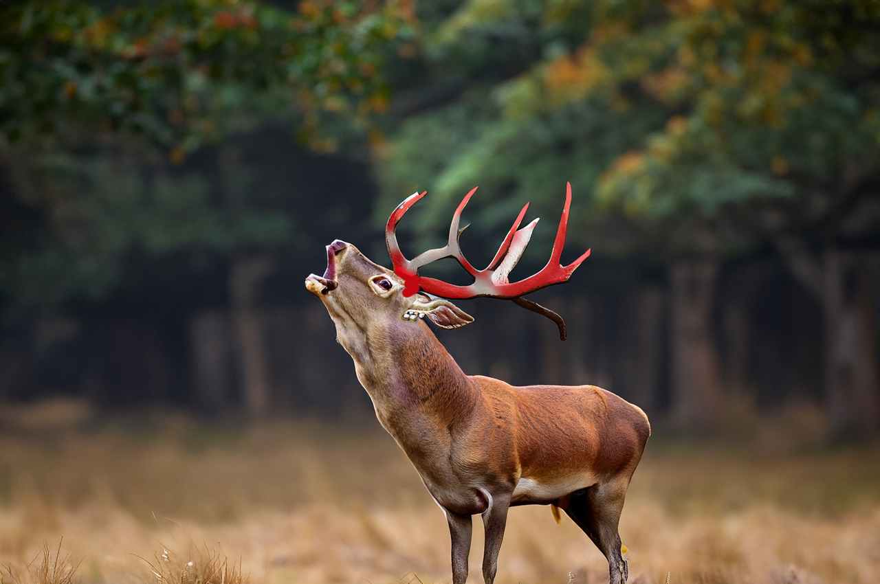 Is Deer Shedding Velvet Painful? What It Taught Me About Nature's Ways ...