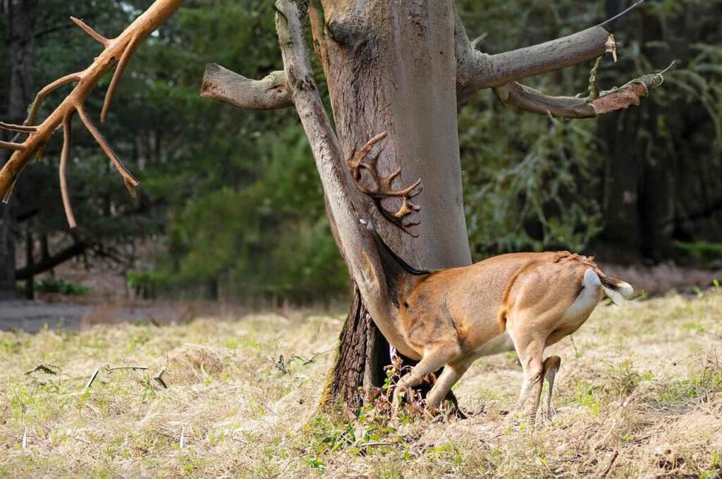 Deer Damaging Trees
