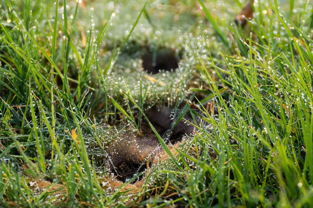 How to Find Deer Bedding Areas Discover the Art of Tracking The Buck