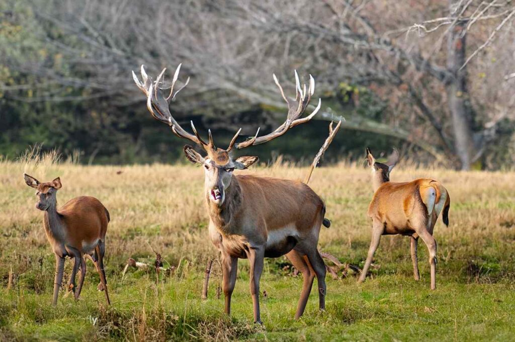 Deer Mating Season