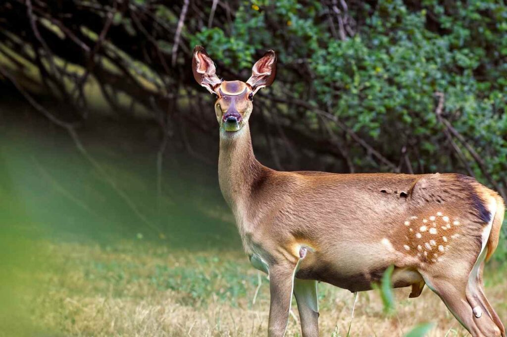 Deer gestation period affect