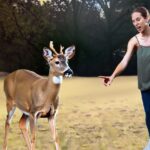 Does deer attack humans