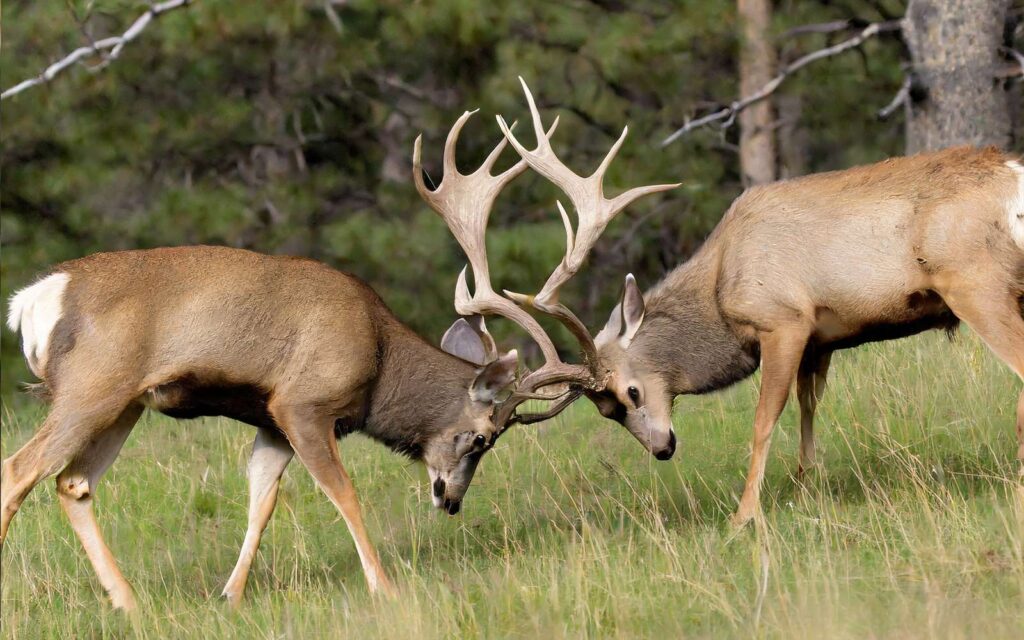Dominance and Competition of Mule Deer