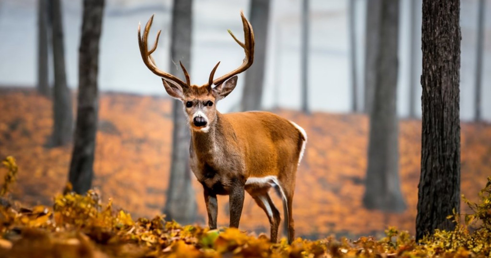 EHD Deer Disease Outbreak Escalates Is Your Local Wildlife at Risk