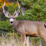 How Long Does Mule Deer Rut Last