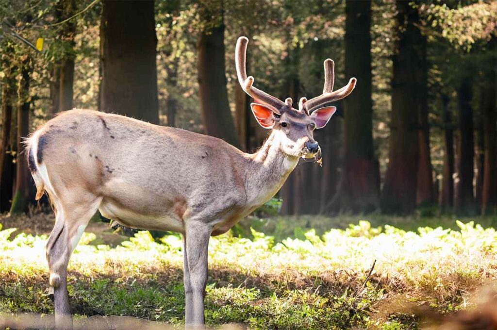 How Much Does a Deer Weigh? [All Species Weight Chart & Calculator]