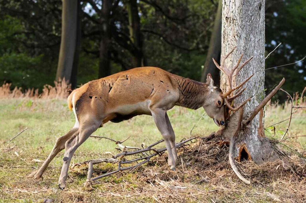 How To Protect Trees From Deer Ultimate Guide!