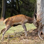 How To Protect Trees From Deer