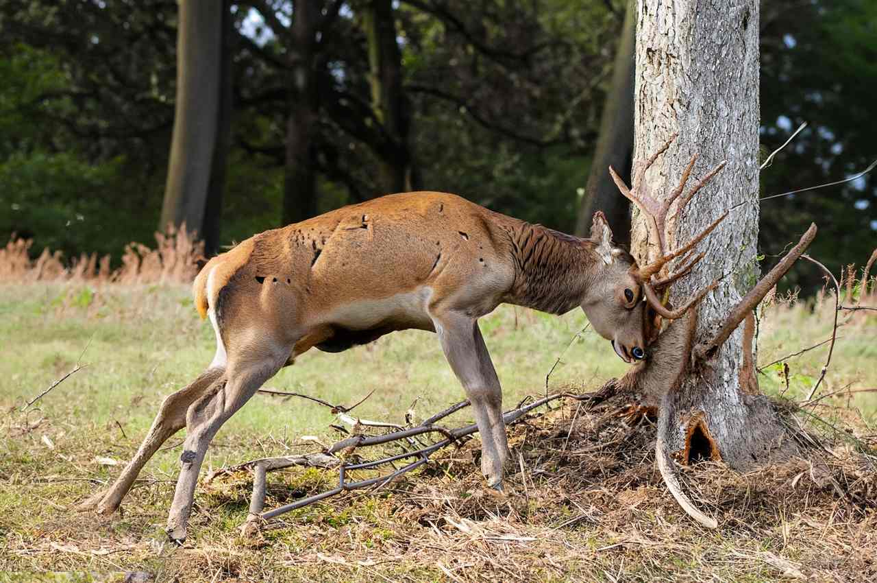 How To Protect Trees From Deer