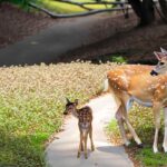 How does a mother deer find her fawn