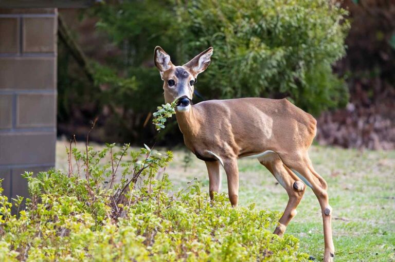 How To Protect Trees From Deer: Ultimate Guide! - DeerSeason.Org