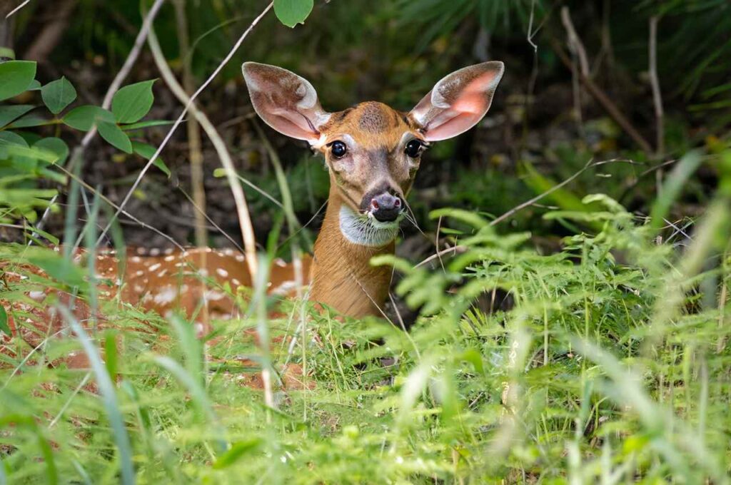 Fawns are Hidden for protection