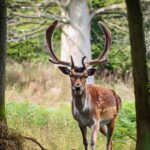 How to find deer bedding areas
