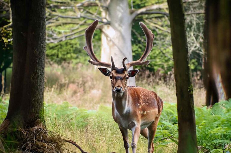 How to find deer bedding areas