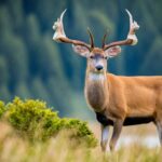Idaho Deer Hunting Season