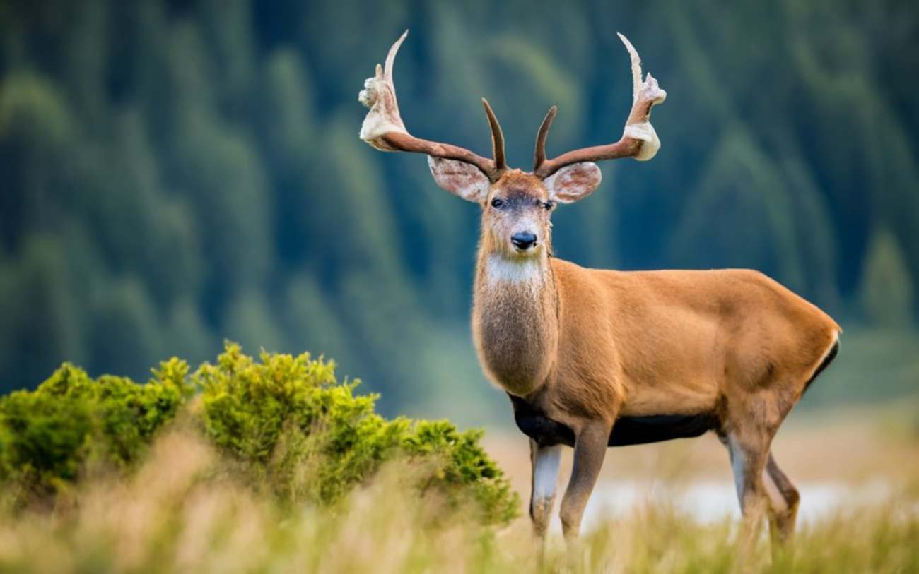 Idaho Deer Hunting Season