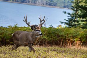 Maine Deer Season 2025-2026: Everything You Need to Know! - DeerSeason.Org