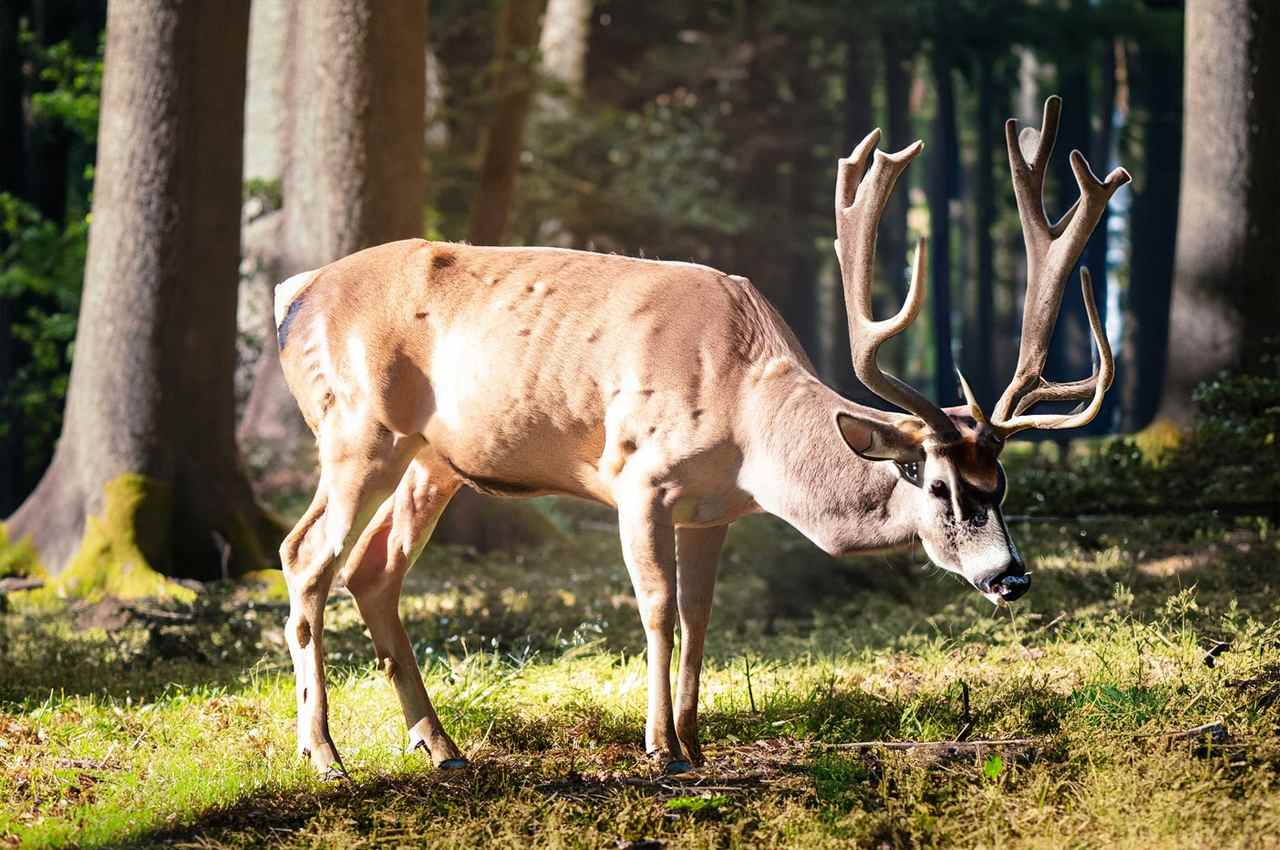 Deer Season 2024 Maryland Haley Keriann