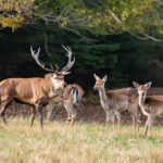 Massachusetts Deer Season