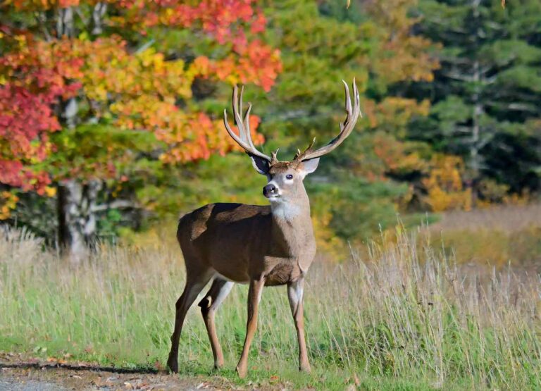 Minnesota Deer Hunting Season 20232024 [Latest Dates]