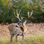Mississippi Deer Season