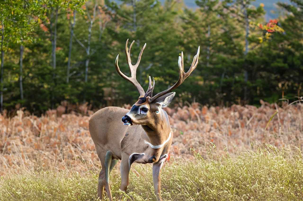 Mississippi Deer Season