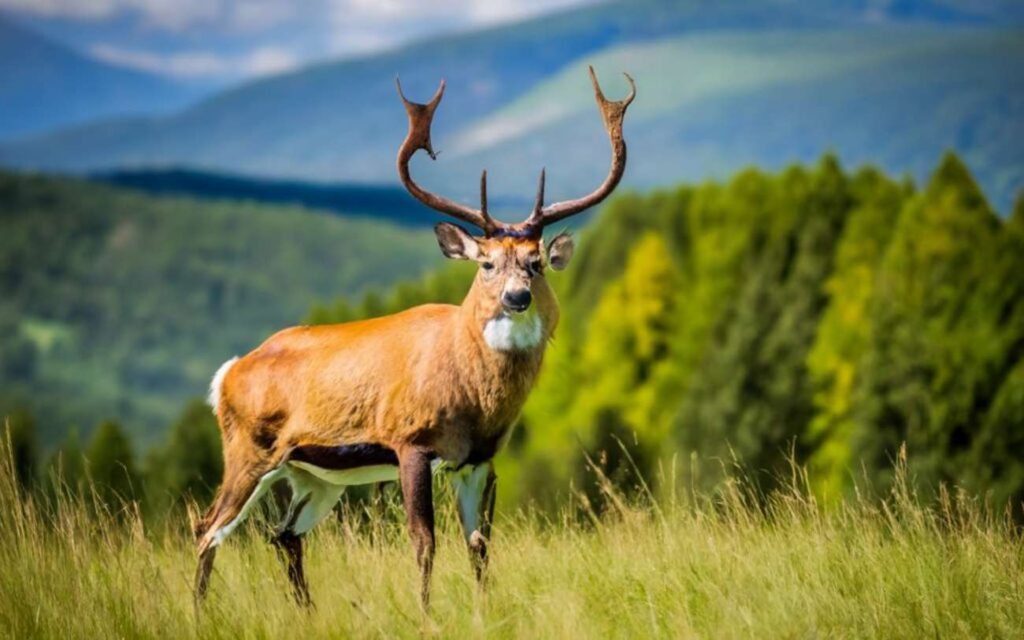 Montana Deer Season 20232024 [Latest Dates & Regulations]