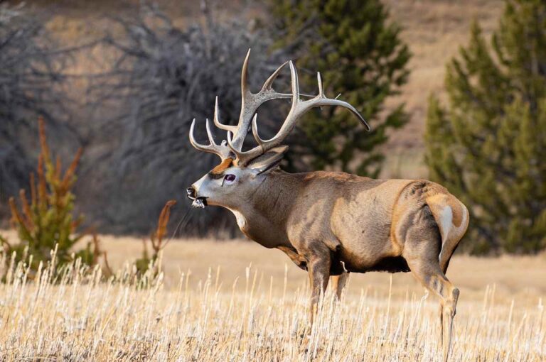 Nebraska Deer Season 20232024 [Latest Dates & Regulations